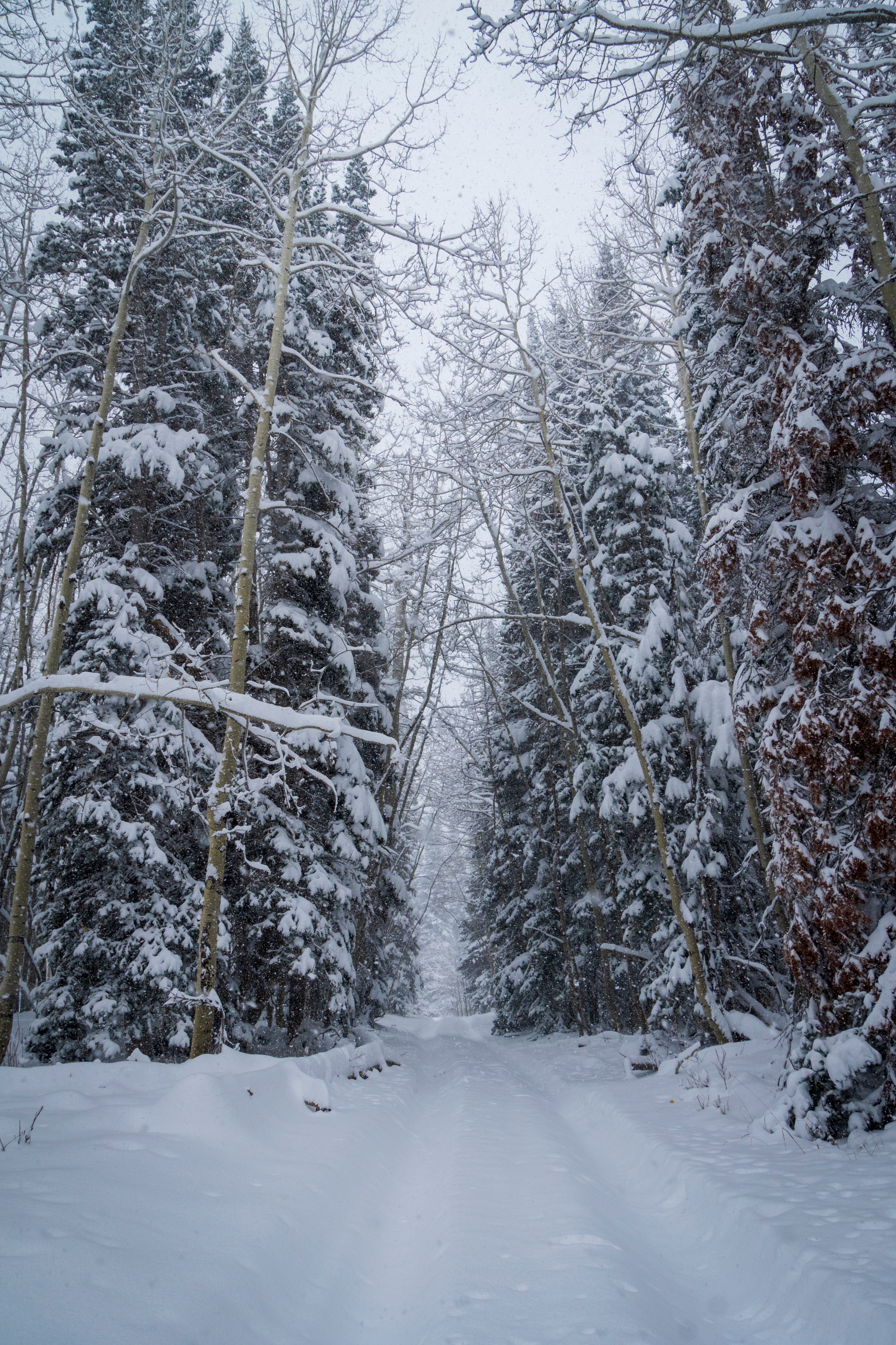 Snowy Road